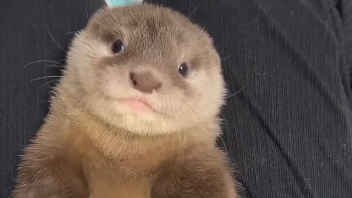 A lone otter was taken in by netizens and has been living a happy life ever since.