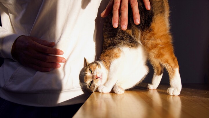 Setelah berpisah selama setengah tahun, begitu bertemu kembali, si kucing ragu beberapa detik lalu l