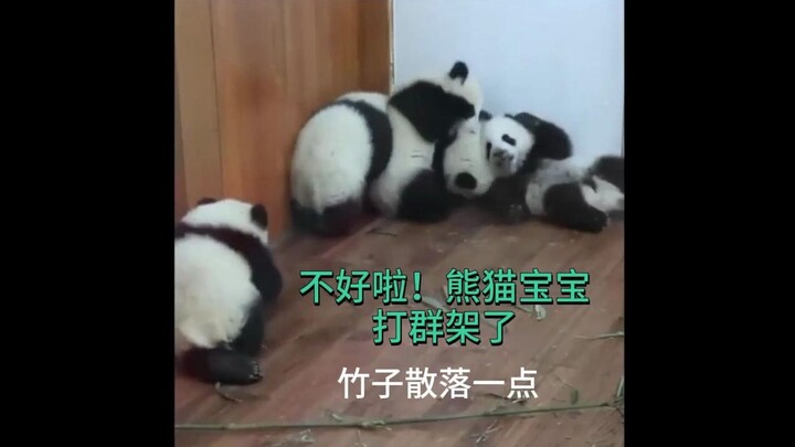 ลูกแพนด้ากำลังทำอะไรนะ? ไม้ไผ่กระจัดกระจายเต็มพื้นไปหมด!