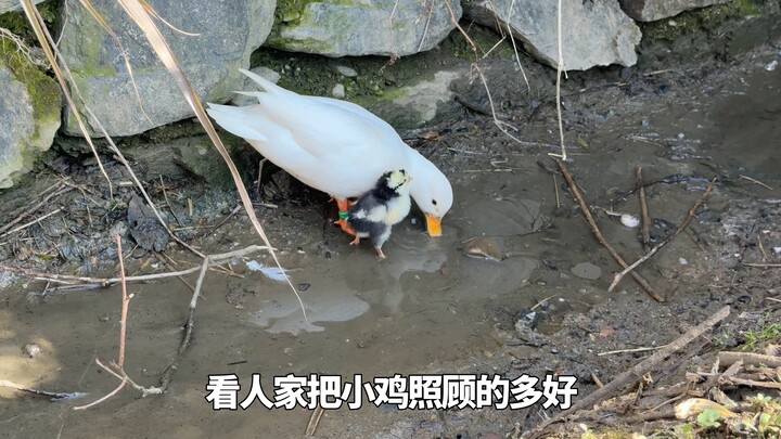 ความรักของแม่ข้ามสายพันธุ์ แต่อย่าไปว่ายน้ำเด็ดขาด!