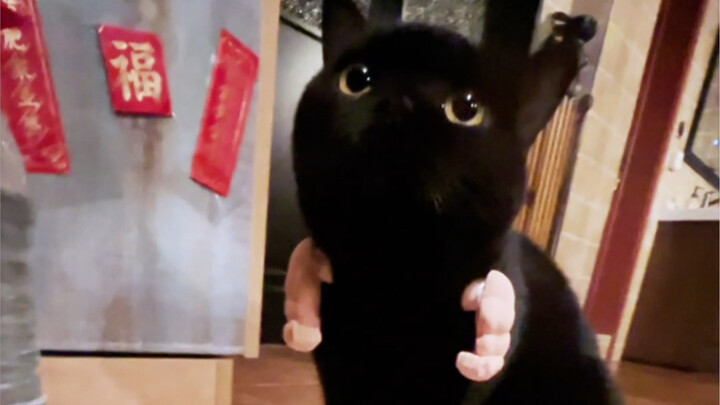 Con mèo đen không có sát thương thì phải làm sao? Đang chờ trên mạng đây!