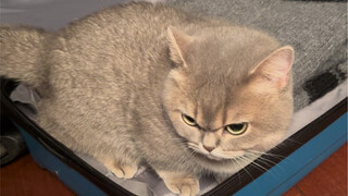 I'm just packing my luggage, the cat's refresh rate is too high
