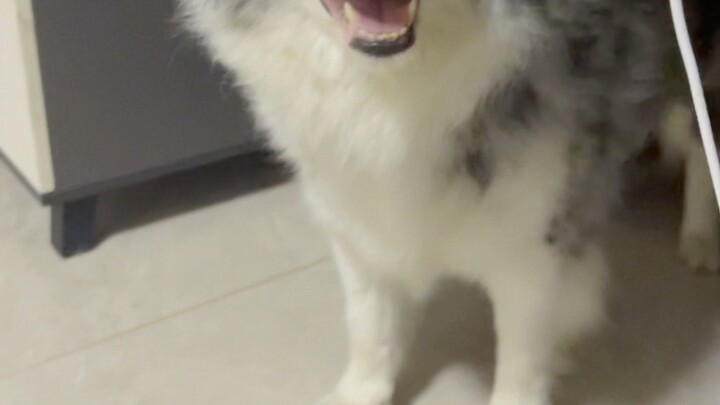 คนบ้าแย่งความรัก