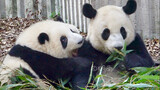 和精力旺盛的熊猫生活在一起是怎样的体验【大熊猫和花&艾玖】