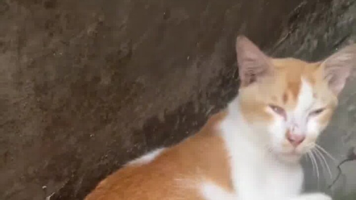 Kucing: Kayak pantatnya dingin banget.