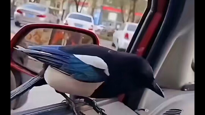 Shocking: A bird, overcome by nicotine withdrawal, burned down its own home—and its wife and kids ra