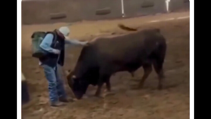 Foreigner posts: The bull was about to attack the man, but suddenly it caught a scent—turns out the 