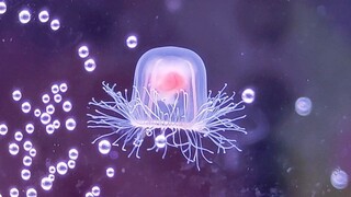 Today, I finally achieved Turritopsis freedom