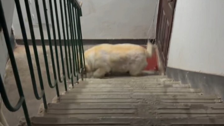 Real Footage: 108 Jin of Lala Pig Struggles Up the Stairs…