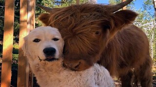 Funny Pets That Will Absolutely Brighten Up Your Day 😊