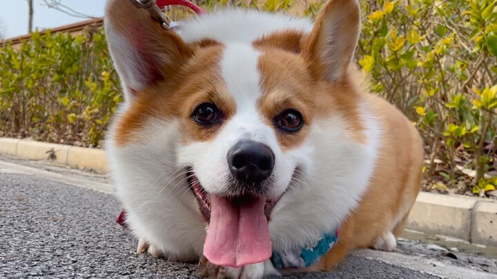 原来这就是小狗？