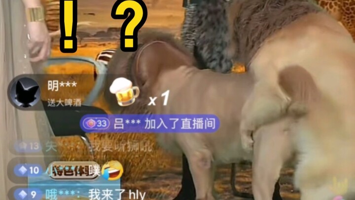 Anjing Golden Retriever: "Aku nggak tahu, dia bilang cari pekerja musim panas jadi aku datang deh."