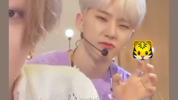 【SEVENTEEN】“Ai là chú hổ con?” “Hoshi! Hoshi!”