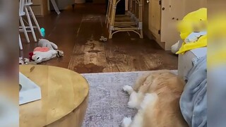 Pernahkah Anda melihat seekor anjing merawat bayi?