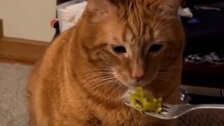 This Cat Hates Vegetables | Funniest Pets Of The Week