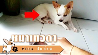 [ VLOG ] หมาเทวดา จิงโจ้ชิวาว่า