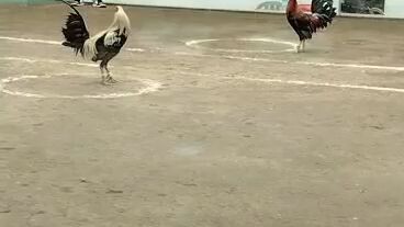 hiraw kalaban manok sabungan