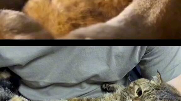 cute cat#4