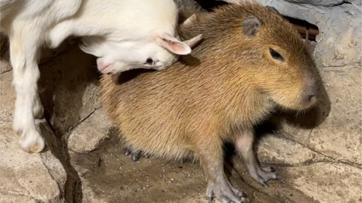 ชาติหน้าฉันขอเป็นฮิปโปแคระ!