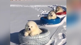 Excited Dogs and Cats