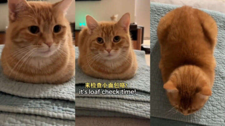 How many points would you give this “toast”!