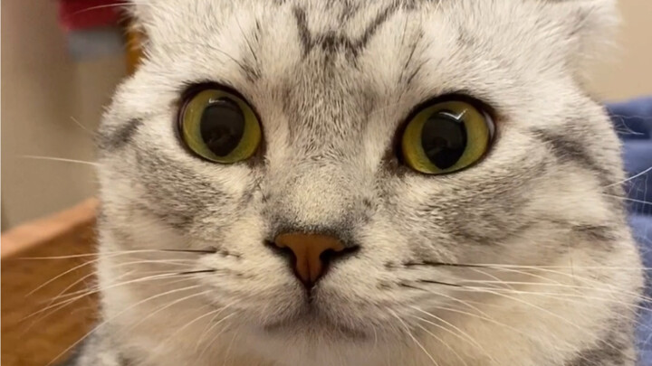 Test: Can cats tell the difference between a live human voice and a recording?