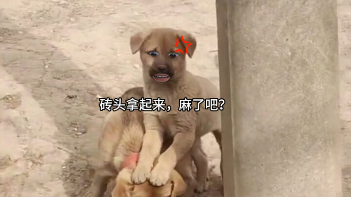 Dog: You've got some good eyesight!