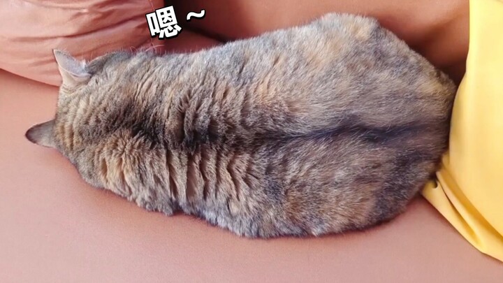 众所周知，猫咪用屁股说话