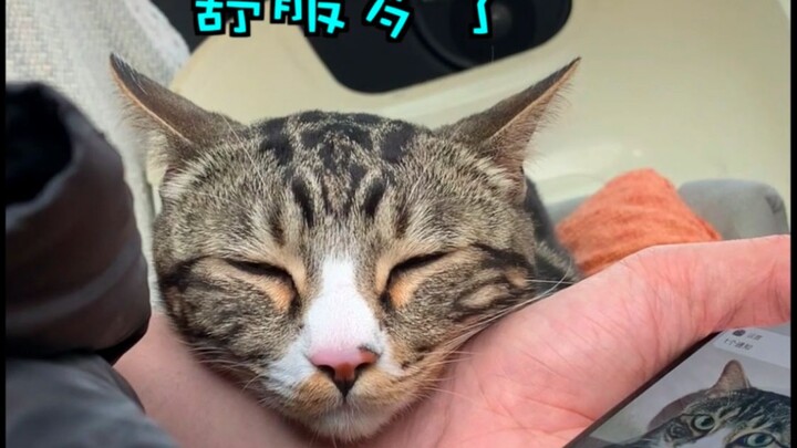 You’re such a good cat, poor car owner—[Pee-Pee is a Cat]