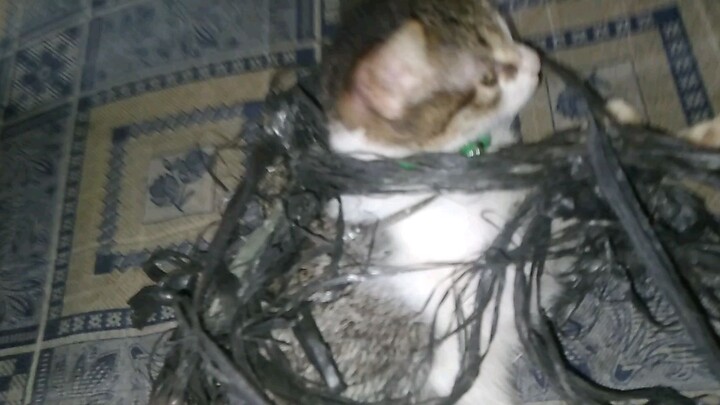 Rertasd crie & erud krvt norer casde nkd 😍🐈