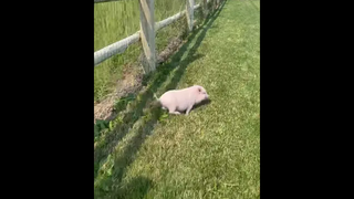 อบ่าวิ่งหนี555