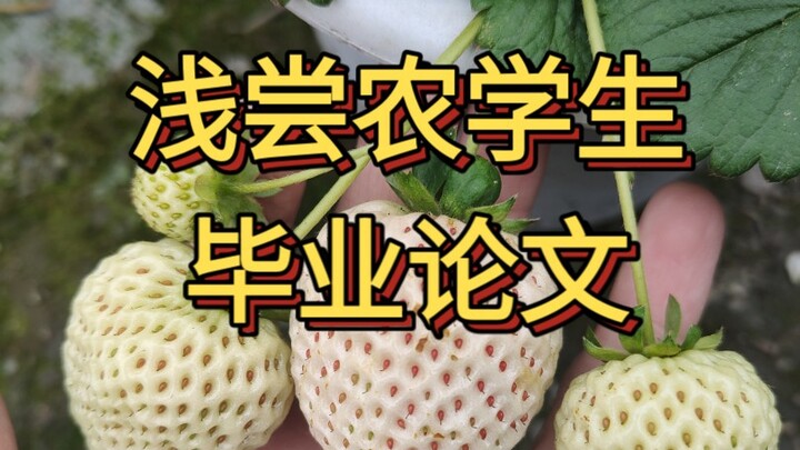 Nếm thử “luận văn tốt nghiệp” do chính mình trồng, vị ngon tuyệt vời; nhớ sau khi hái dâu xong phải 