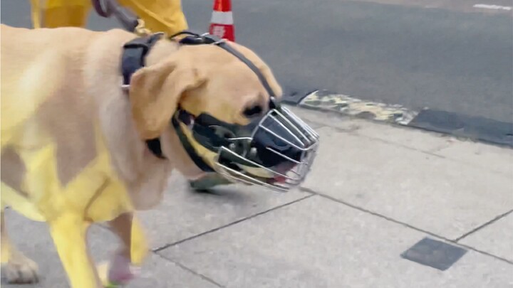 On the cusp of the storm, I have all the equipment and passed the security check, and let the dog ou