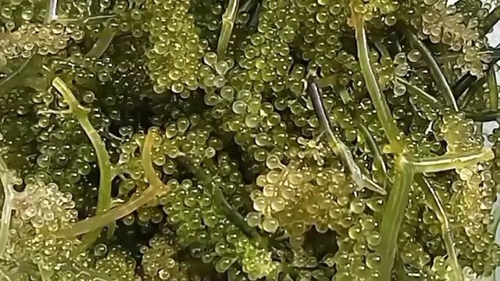 seafoods muna Tayo🥰