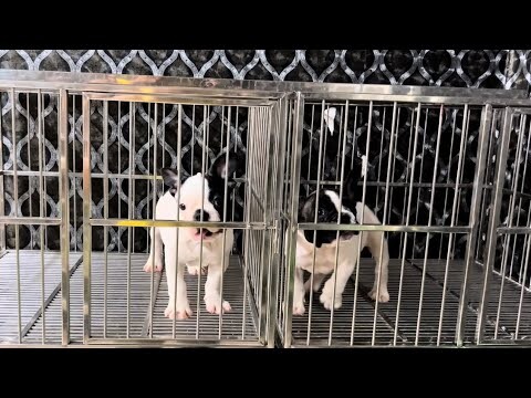 Tìm chủ mới cho cặp bull pháp Bò Sữa |Trại Chó Bình Cao ( 7/9/22 )
