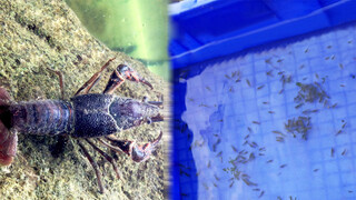 How can a lobster give birth to 316 baby lobsters?