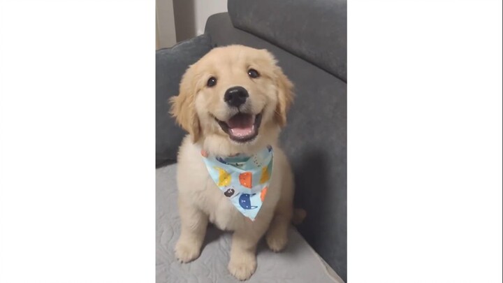 [Golden Retriever] You always manage to melt my heart right on the spot.