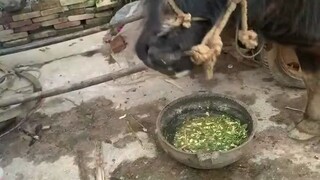 Suýt nữa bị đẩy lên rồi