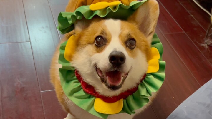 I can gobble up one of these dog-shaped burgers in one bite!