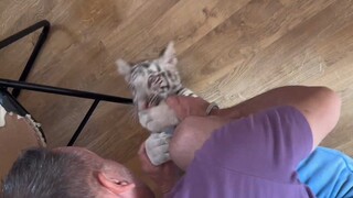 How presumptuous of me! Just dropping by to pet your cat!