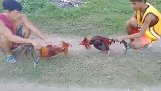 SPARRING (BROODCOCK)