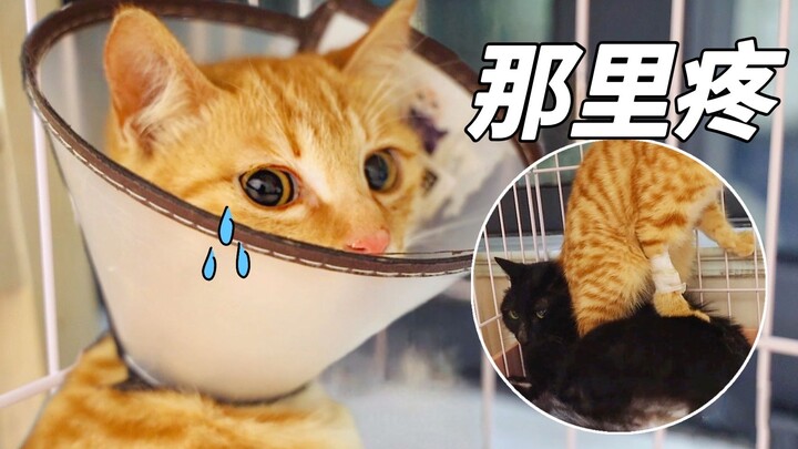 After getting neutered, the orange cat refused to step down and treated the black cat like a ride. O