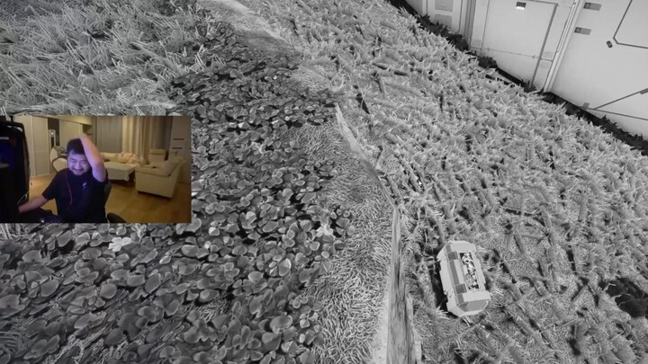 The strength of a national-level dog