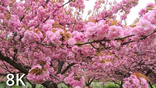 8K Cherry blossom in New York USA | Brooklyn Garden | Full Bloom in April 2024