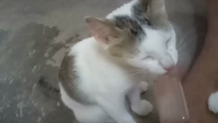 kucing putih jilat es kado