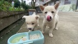 Binatang|Dua Ekor Anak Anjing
