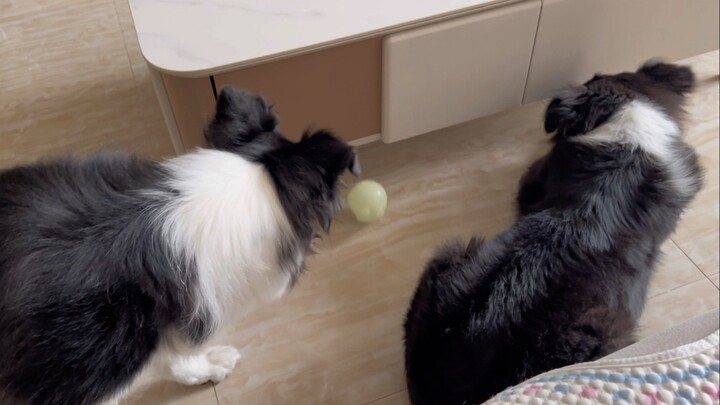 ที่แท้ลูกหมาก็ใช้ของเล่นหยอกล้อกันเองได้ด้วย!