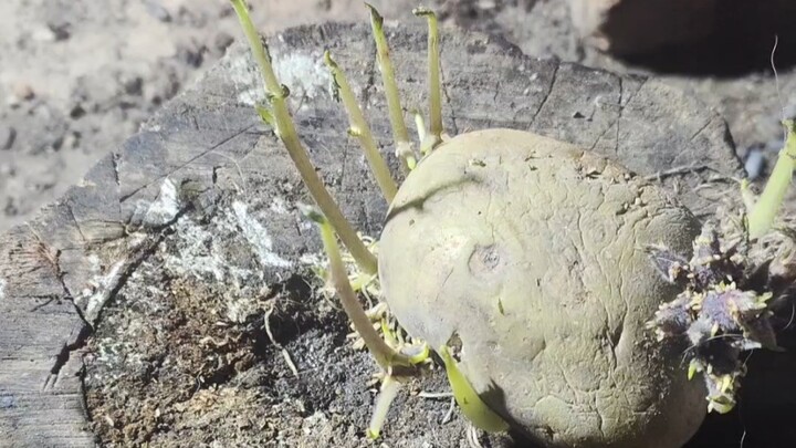 Post-Apocalyptic Potato Farming Guide for the Wasteland