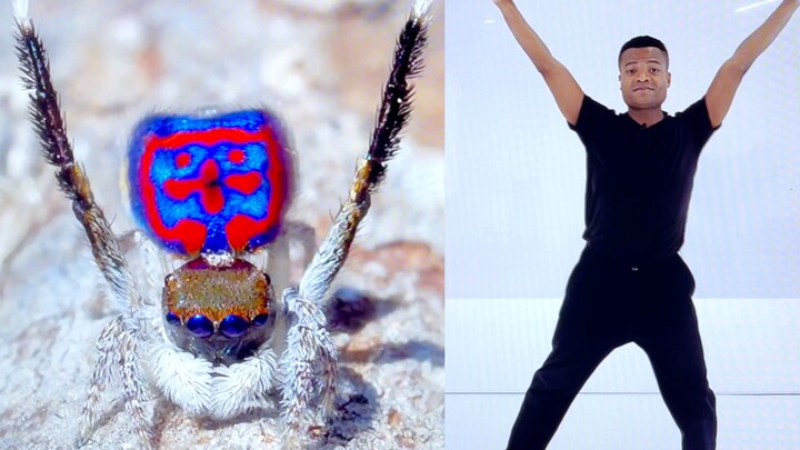 【Serangan Kematian 520】Menari seperti laba-laba pelompat!