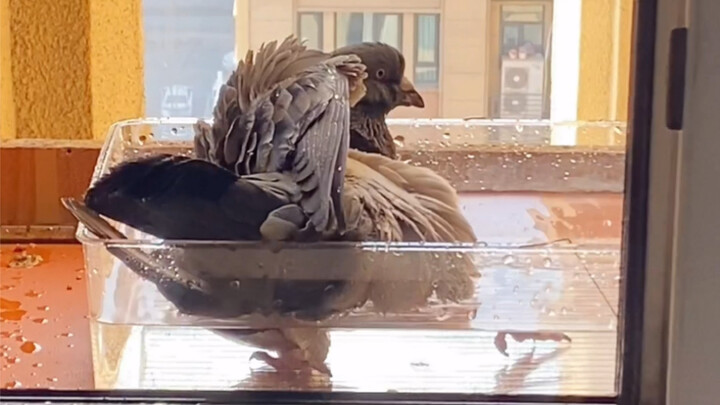 Striving to Be the No-Complaint One-Stop Dining & Bathing Service Center in the Pigeon-Racing World